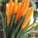 30 PCS * Pipe Cleaner Chenille Stems Handmade Wheat Making Kit DIY Art Flower Bouquet Craft Set