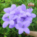 12 PCS * Handmade Pipe Cleaner 4 Petals Lily Flower Green Leaves Artificial Simulation Flower Indoor Home Desktop Party Wedding Decor
