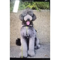 Pet Portraits Full Body | PetsMatter Handmade 3D Wool Needle Felt Pet Portraits Full Body | PetsMatter 8-10 inch