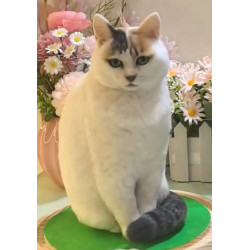 Pet Portraits Full Body | PetsMatter Handmade 3D Wool Needle Felt Pet Portraits Full Body | PetsMatter