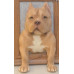 Head &amp; Paws Pet Portraits Handmade 3D Cat Wool Needle Felt Portraits with Wooden Frame | PetsMatter