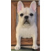 Head &amp; Paws Pet Portraits Handmade 3D Cat Wool Needle Felt Portraits with Wooden Frame | PetsMatter