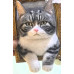 Head &amp; Paws Pet Portraits Handmade 3D Cat Wool Needle Felt Portraits with Wooden Frame | PetsMatter
