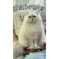 Pet Portraits Full Body | PetsMatter Handmade 3D Wool Needle Felt Pet Portraits Full Body | PetsMatter