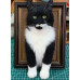 Head &amp; Paws Pet Portraits Handmade 3D Cat Wool Needle Felt Portraits with Wooden Frame | PetsMatter