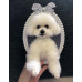 Head &amp; Paws Pet Portraits Handmade 3D Cat Wool Needle Felt Portraits with Wooden Frame | PetsMatter
